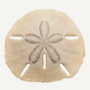 sand dollar