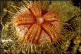 sea urchin