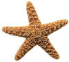 starfish